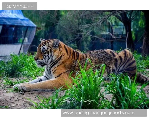 阿特拉斯与美洲狮的精彩对决结果揭晓，谁将胜出成焦点